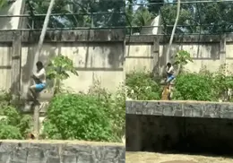 VIDEO | joven muere atacado por una leona tras entrar a su jaula en un zoológico de Brasil