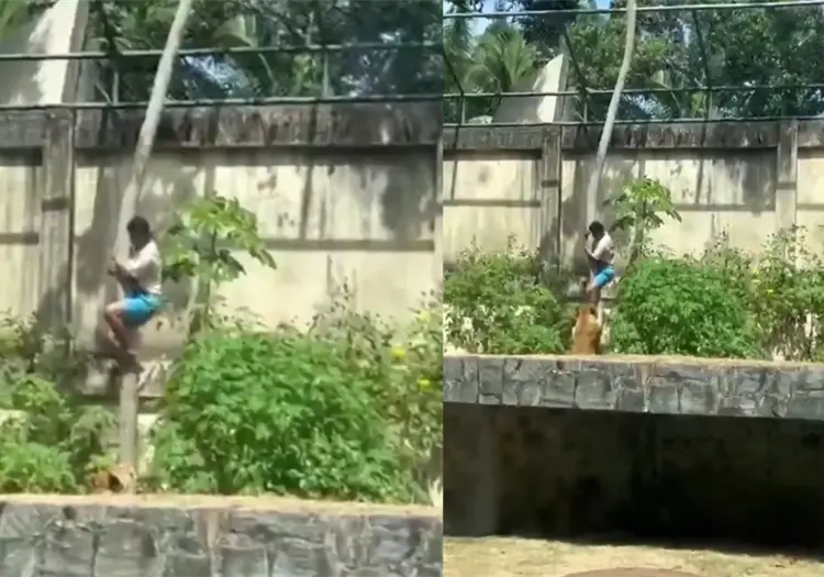 VIDEO | joven muere atacado por una leona tras entrar a su jaula en un zoológico de Brasil