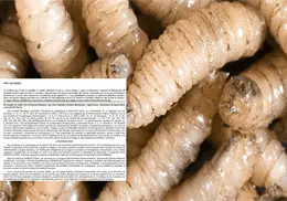 ¿Qué implica la emergencia contra gusano barrenador que se activó en México?