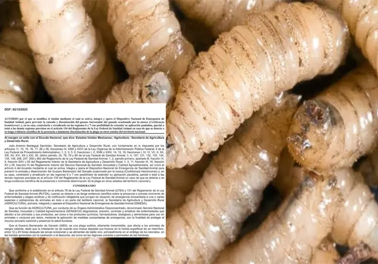 ¿Qué implica la emergencia contra gusano barrenador que se activó en México?