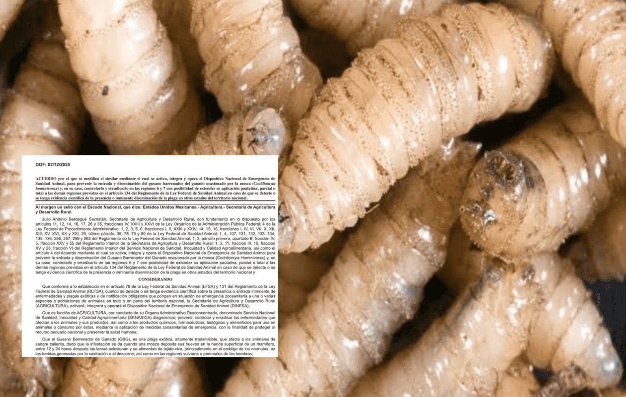 ¿Qué implica la emergencia contra gusano barrenador que se activó en México?