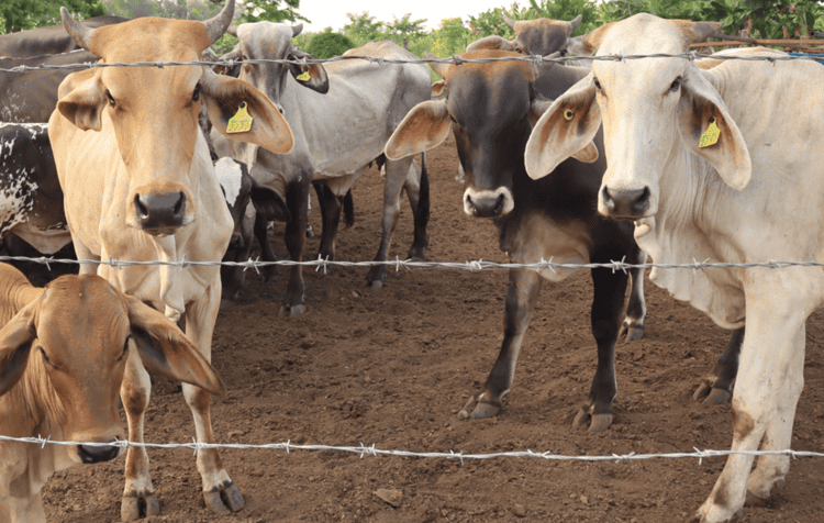 imagen-cuerpo imagen-cuerpo