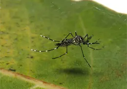 Acumula Sonora 3 mil 599 casos de dengue