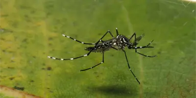 Alertan por contagios de dengue en Sonora Alertan por contagios de dengue en Sonora