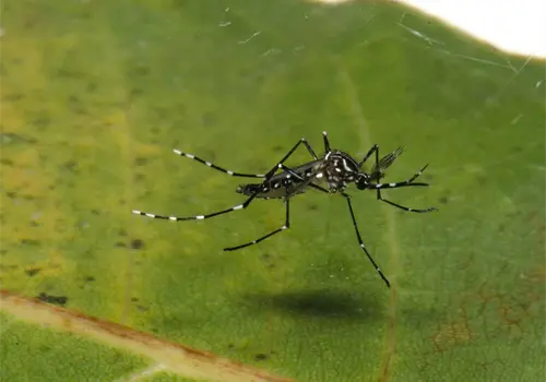 Alertan por contagios de dengue en Sonora Alertan por contagios de dengue en Sonora