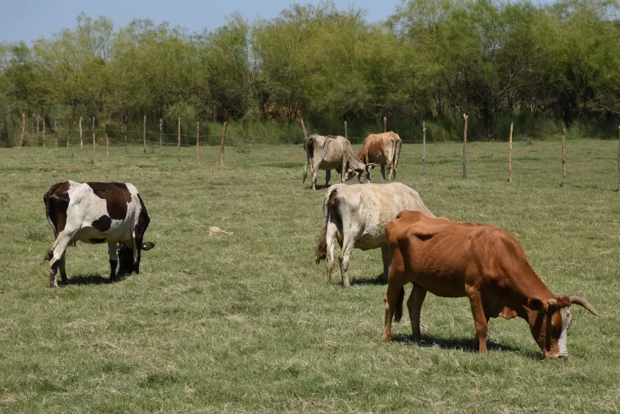 Ganadería del Mayo tiene buena recuperación