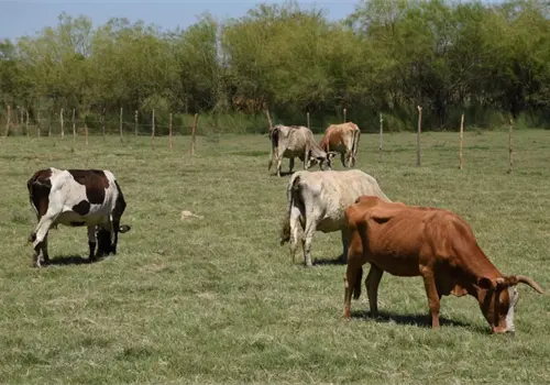 Ganadería del Mayo tiene buena recuperación Ganadería del Mayo tiene buena recuperación