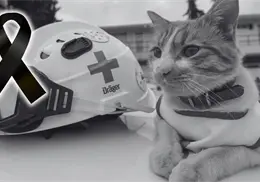 Fallece Cruzberto, gatito voluntario de Cruz Roja en Toluca por imprudencia de un conductor Fallece Cruzberto, gatito voluntario de Cruz Roja en Toluca por imprudencia de un conductor