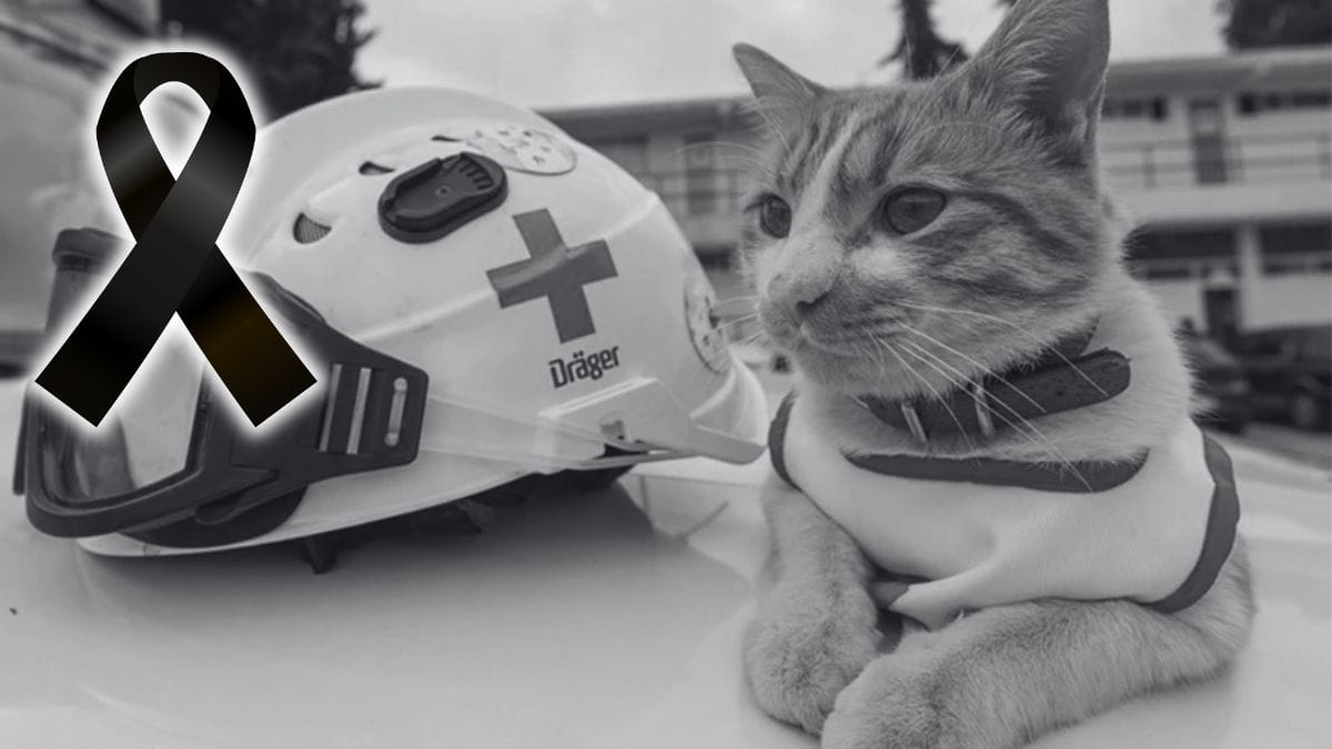 Fallece Cruzberto, gatito voluntario de Cruz Roja en Toluca por imprudencia de un conductor