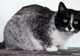 Expertos descubren nuevo patrón de colores de gato ¿Por qué es tan interesante?