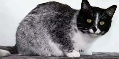 Expertos descubren nuevo patrón de colores de gato ¿Por qué es tan interesante?