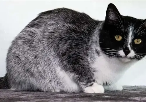 Expertos descubren nuevo patrón de colores de gato ¿Por qué es tan interesante?