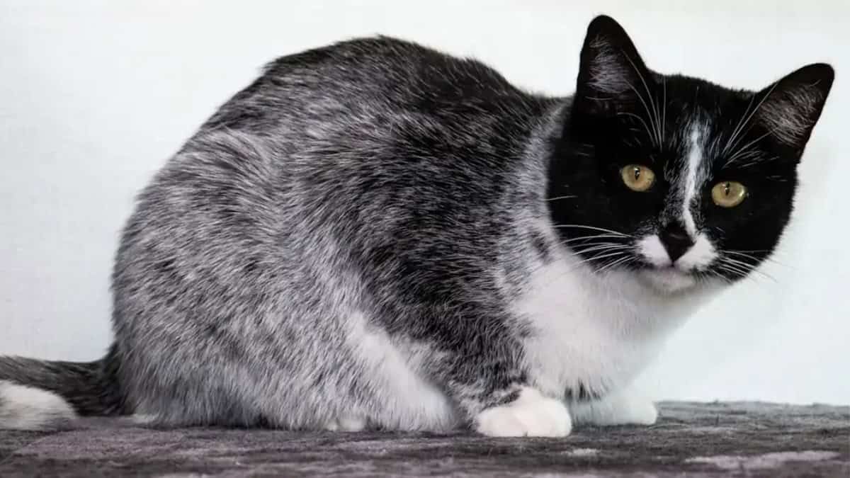 Expertos descubren nuevo patrón de colores de gato ¿Por qué es tan interesante?