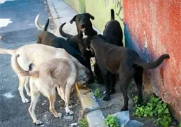 Buscan que Cajeme cuente con quirófano móvil para perros Buscan que Cajeme cuente con quirófano móvil para perros