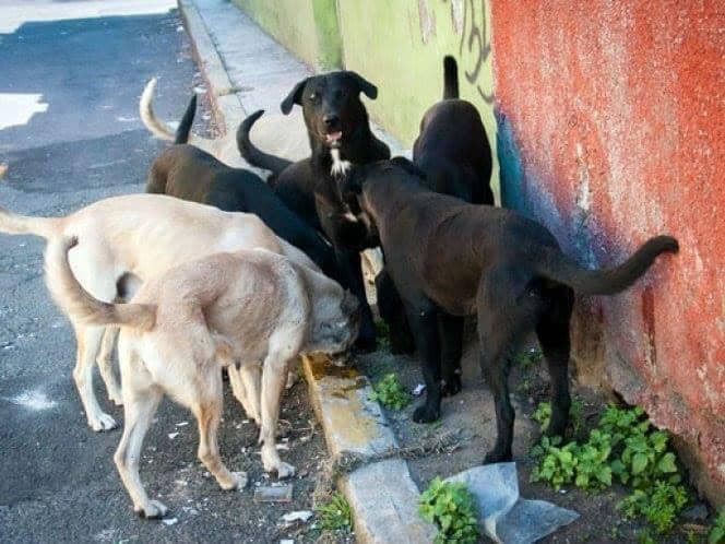 Buscan que Cajeme cuente con quirófano móvil para perros