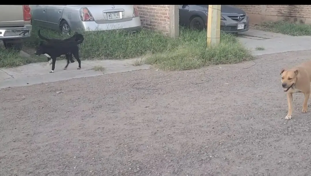 Vecinos de Villa Bonita denuncian afectaciones por perros callejeros