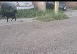 Vecinos de Villa Bonita denuncian afectaciones por perros callejeros Vecinos de Villa Bonita denuncian afectaciones por perros callejeros