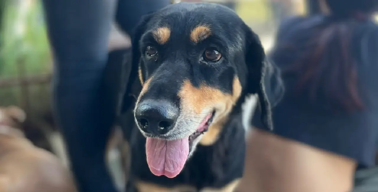 Seguirán jornadas de esterilización de mascotas esta semana en Cajeme