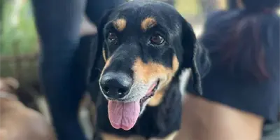 Seguirán jornadas de esterilización de mascotas esta semana en Cajeme Seguirán jornadas de esterilización de mascotas esta semana en Cajeme