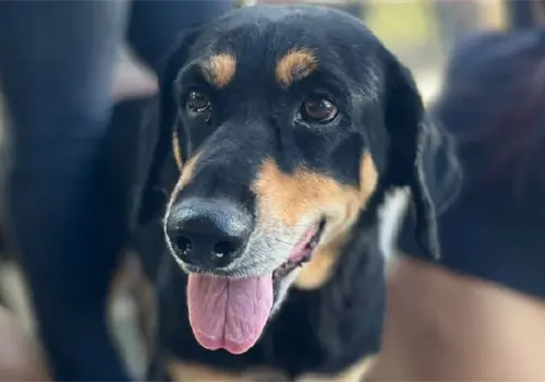 Seguirán jornadas de esterilización de mascotas esta semana en Cajeme Seguirán jornadas de esterilización de mascotas esta semana en Cajeme