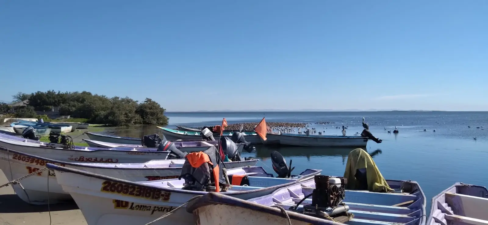 Prohíben pesca de callo de hacha