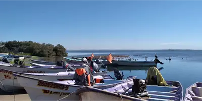 Prohíben pesca de callo de hacha Prohíben pesca de callo de hacha