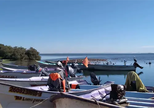 Prohíben pesca de callo de hacha Prohíben pesca de callo de hacha
