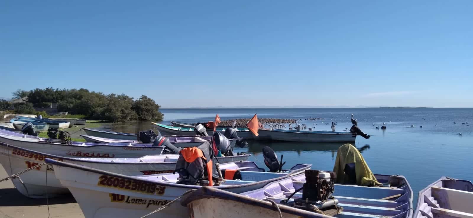 Prohíben pesca de callo de hacha