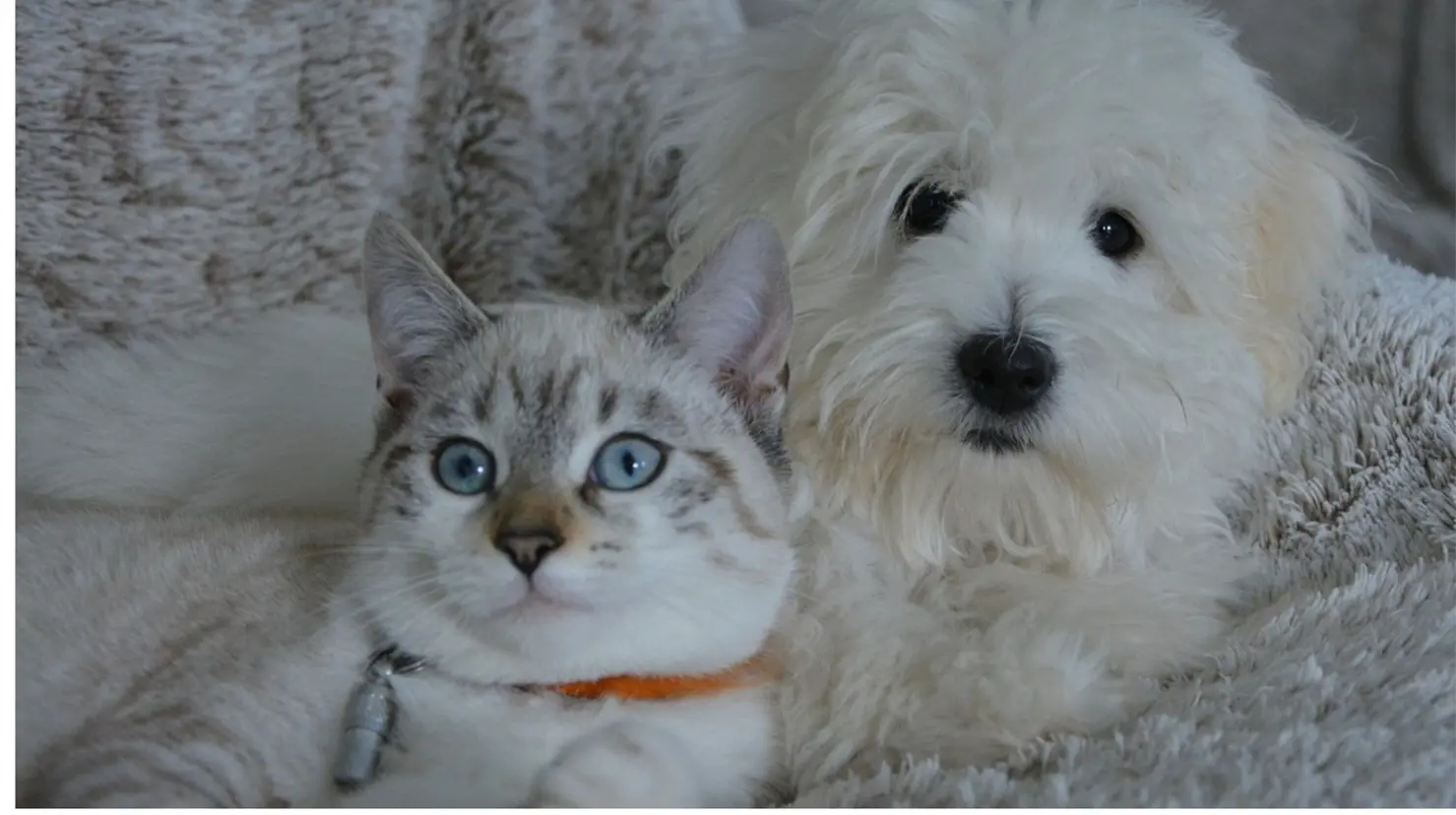 Los perros más sensibles al frío son las razas pequeñas, los de pelo corto o sin pelo, los cachorros, los perros mayores y aquellos con condiciones médicas.