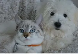 ¿Por qué los perros y gatos NO deben usar suéter? ¿Por qué los perros y gatos NO deben usar suéter?