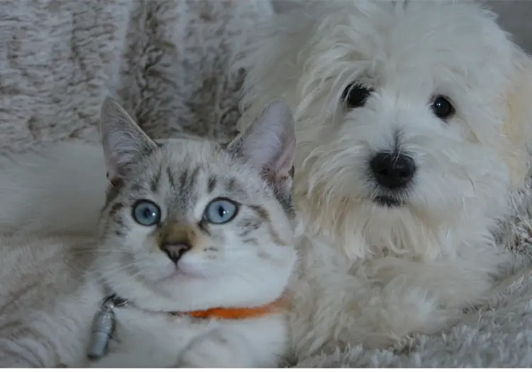 ¿Por qué los perros y gatos NO deben usar suéter?