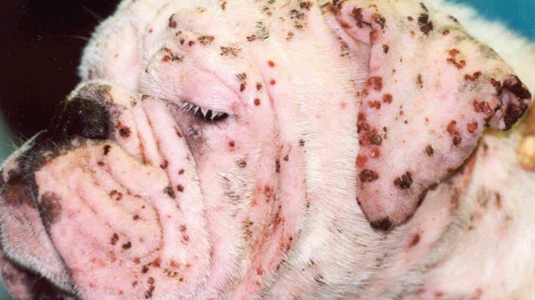 imagen-cuerpo imagen-cuerpo