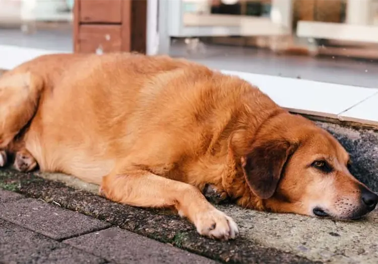 Cuida a tus mascotas de estas raras enfermedades que no sabías que existían
