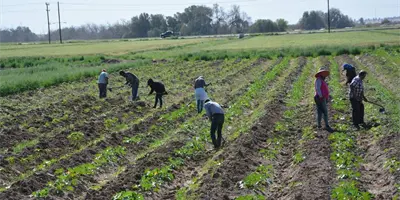 No pagan salarios a varios jornaleros del sur de Sonora No pagan salarios a varios jornaleros del sur de Sonora