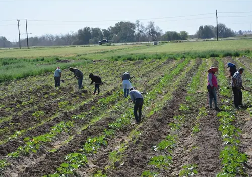 No pagan salarios a varios jornaleros del sur de Sonora No pagan salarios a varios jornaleros del sur de Sonora