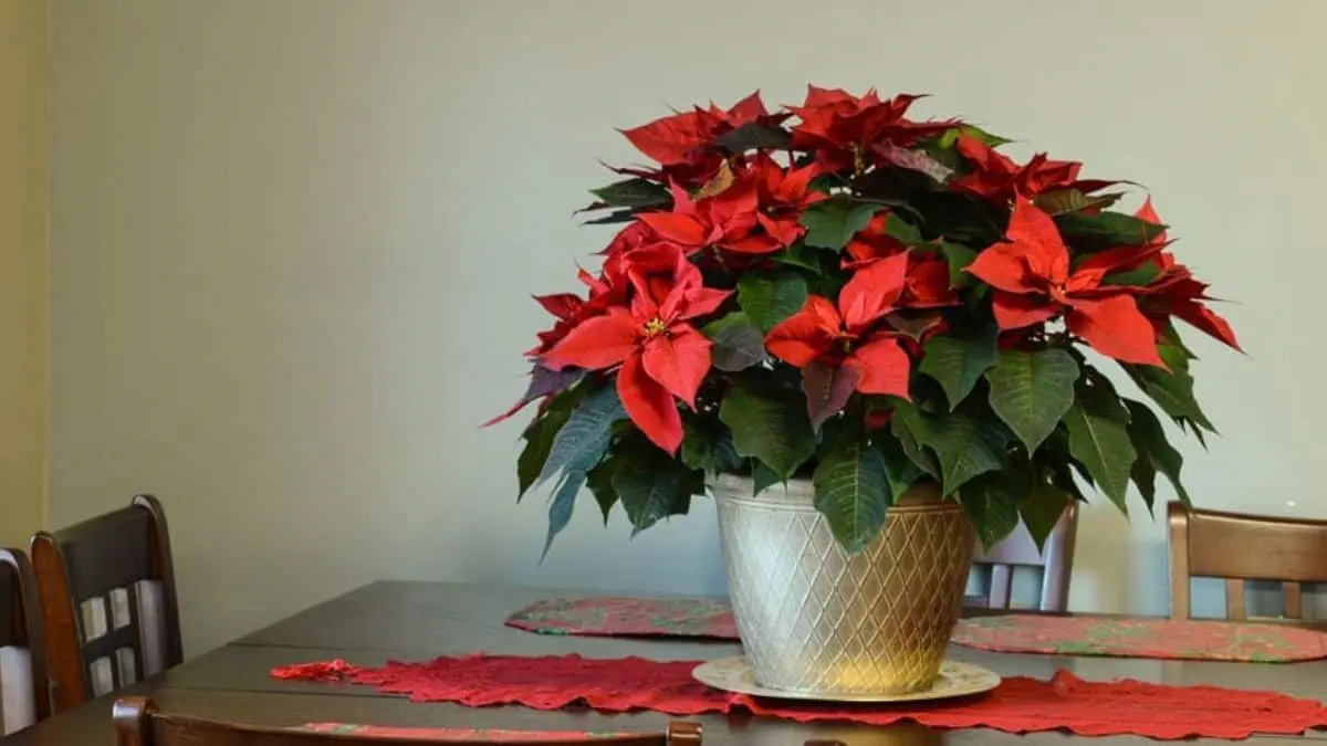 Nochebuena adornando una mesa navideña, aportando color y simbolismo a la celebración
