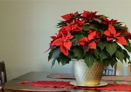 ¿Por qué la Nochebuena es la flor de la Navidad? Conoce su historia y significado ¿Por qué la Nochebuena es la flor de la Navidad? Conoce su historia y significado