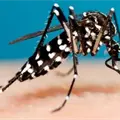 Lidera Sonora en casos de dengue Lidera Sonora en casos de dengue