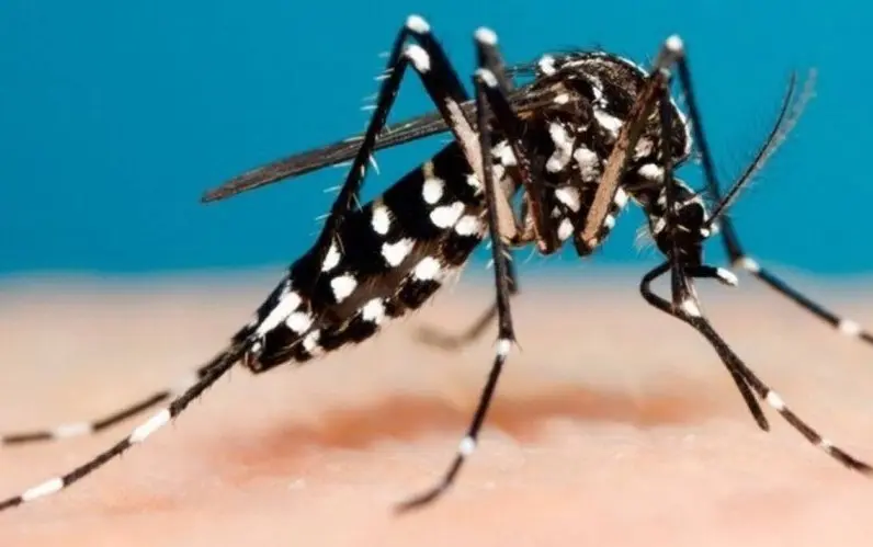 Lidera Sonora en casos de dengue