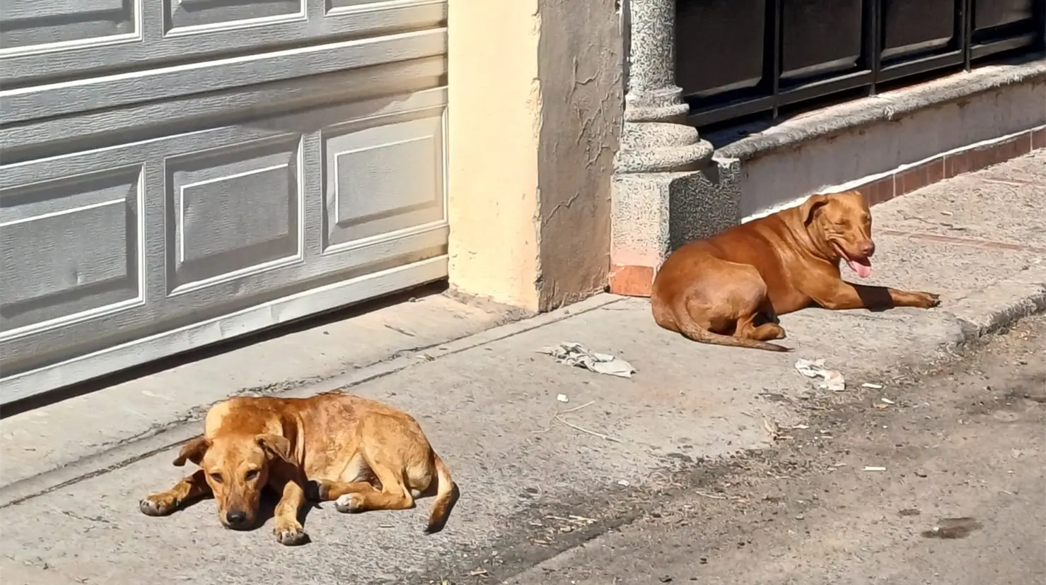 Suma Sonora 3 nuevas defunciones por rickettsia