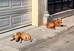 Suma Sonora 3 nuevas defunciones por rickettsia Suma Sonora 3 nuevas defunciones por rickettsia