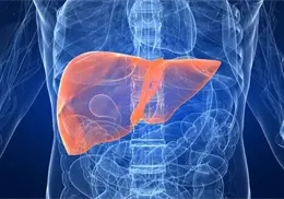 Así puedes eliminar la grasa del hígado de forma segura, según los expertos Así puedes eliminar la grasa del hígado de forma segura, según los expertos