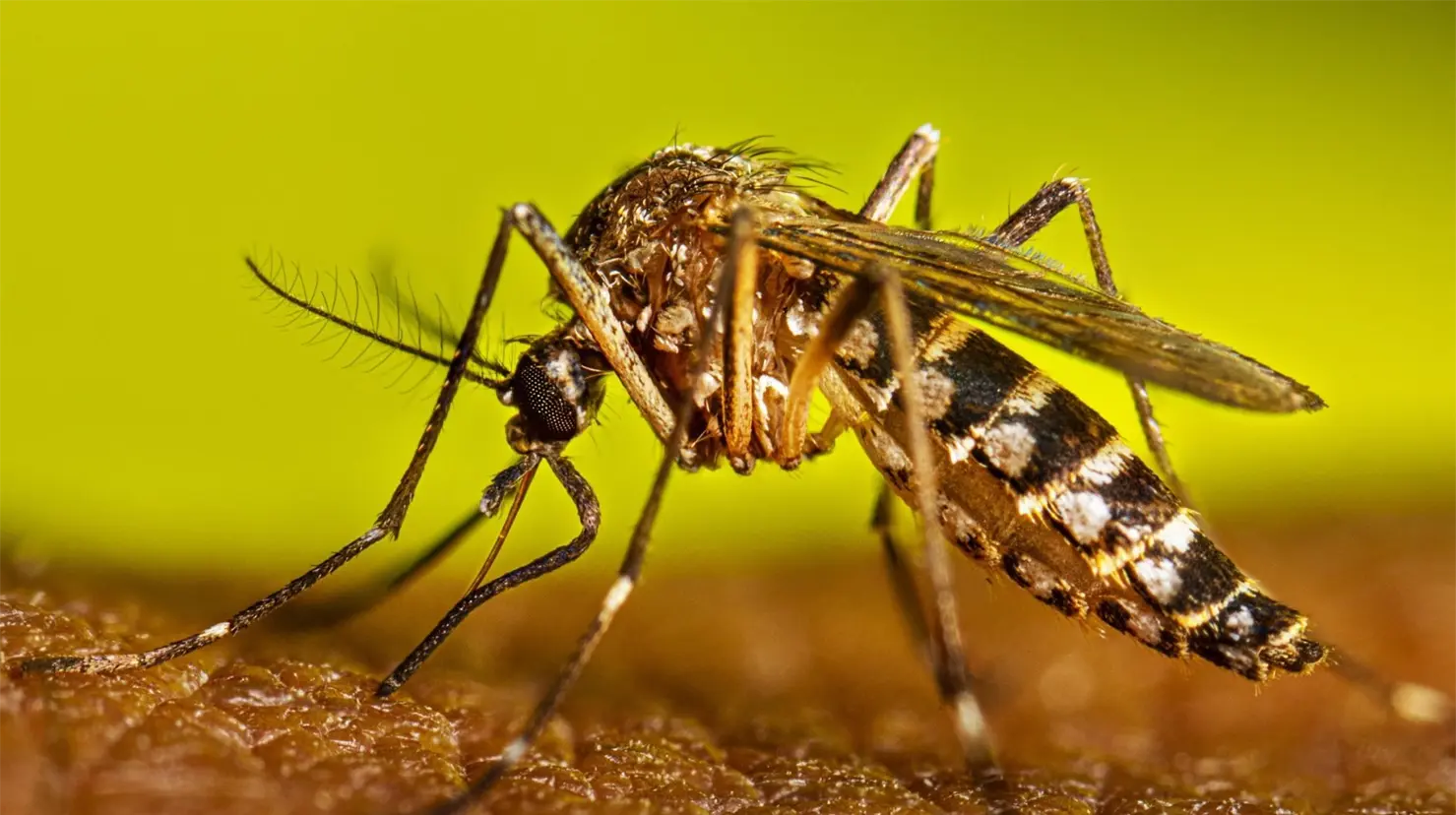 Sube a 4064 los casos de dengue en Sonora