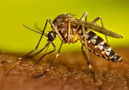 Sube a 4064 los casos de dengue en Sonora Sube a 4064 los casos de dengue en Sonora