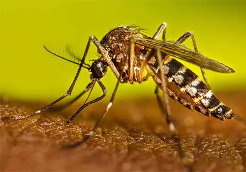 Sube a 4064 los casos de dengue en Sonora Sube a 4064 los casos de dengue en Sonora