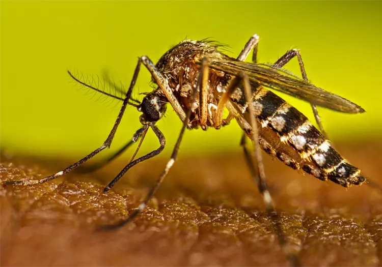 Sube a 4064 los casos de dengue en Sonora