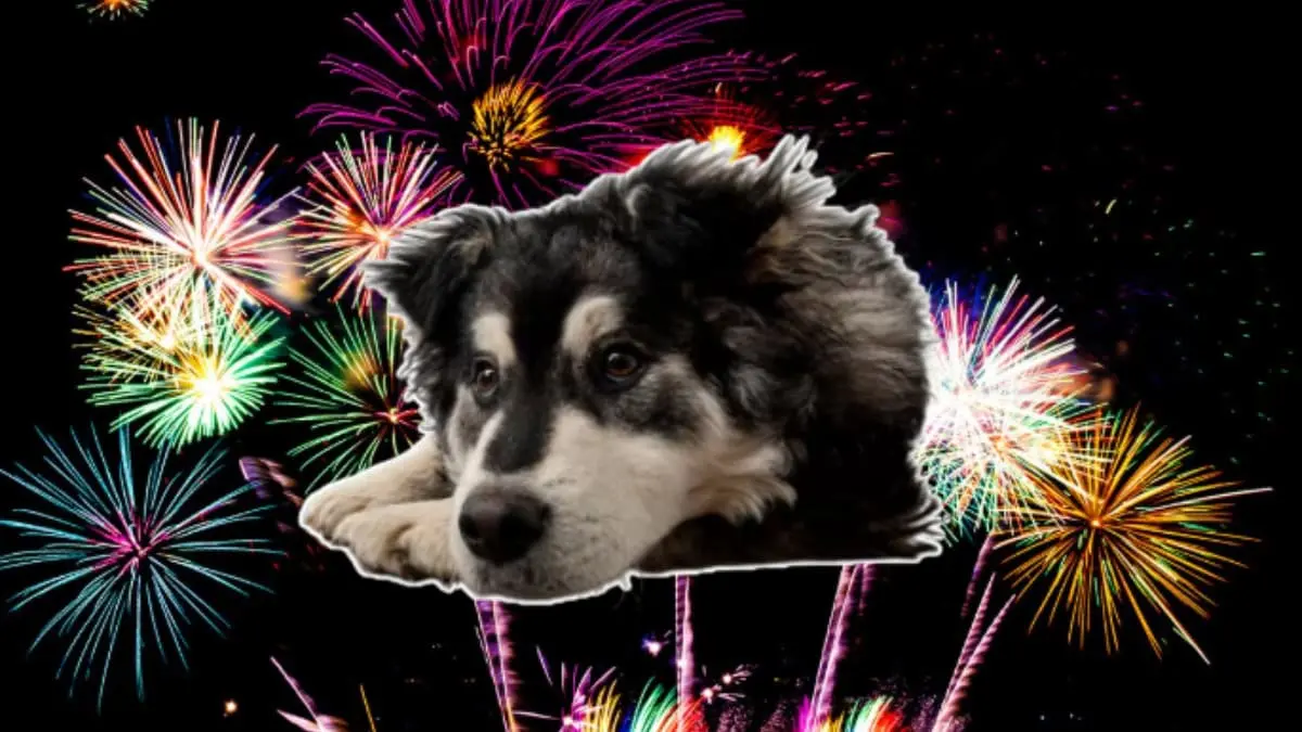 Así puedes preparar un refugio antipirotecnia para proteger a tus lomitos estas fiestas decembrinas