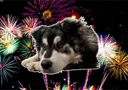 Así puedes preparar un refugio antipirotecnia para proteger a tus lomitos estas fiestas decembrinas Así puedes preparar un refugio antipirotecnia para proteger a tus lomitos estas fiestas decembrinas