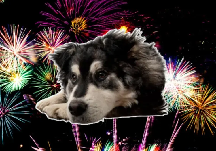 Así puedes preparar un refugio antipirotecnia para proteger a tus lomitos estas fiestas decembrinas