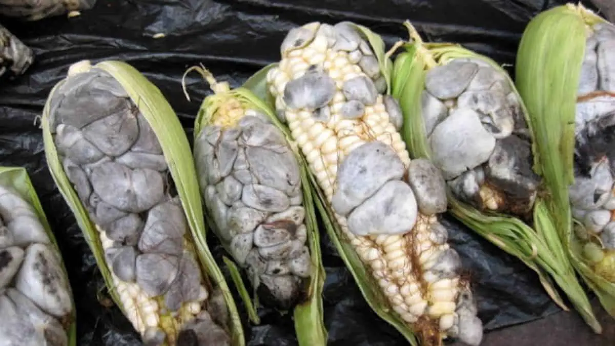 Es considerado un manjar y suele encontrarse en platillos como quesadillas, sopas y guisados.